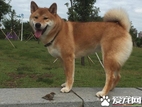 店长柴买鲁肉饭 不用考察人家开会啦!