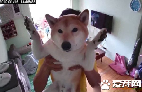 上班看到这份小惊喜 汪汪举双手投降样子超萌