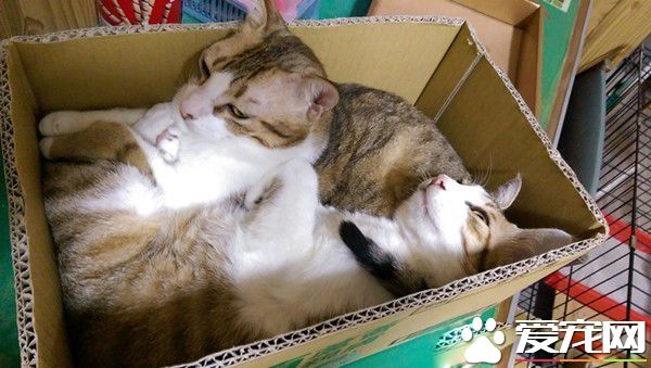 满屋子的纸箱城堡 猫主子们超爱这些宝物