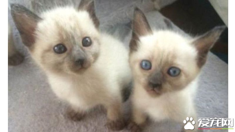 小布偶猫拉肚子怎么办  解决布偶猫拉肚子的方法很简单