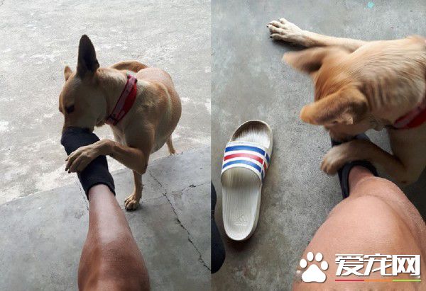 吃个东西有这么懒吗? 米克斯吃饭饭醉倒