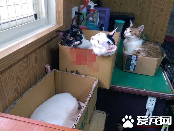 满屋子的纸箱城堡 猫主子们超爱这些宝物