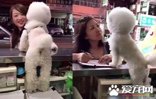 超现实的汪汪 待客差别待遇太明显啦