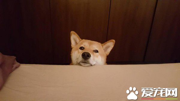 店长柴买鲁肉饭 不用考察人家开会啦!