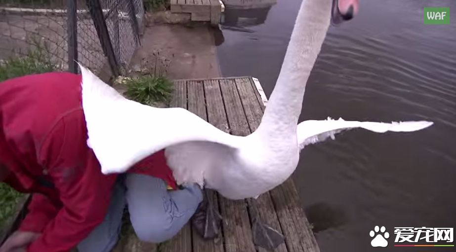 男子营救天鹅宝宝 却被当成坏人遭受攻击