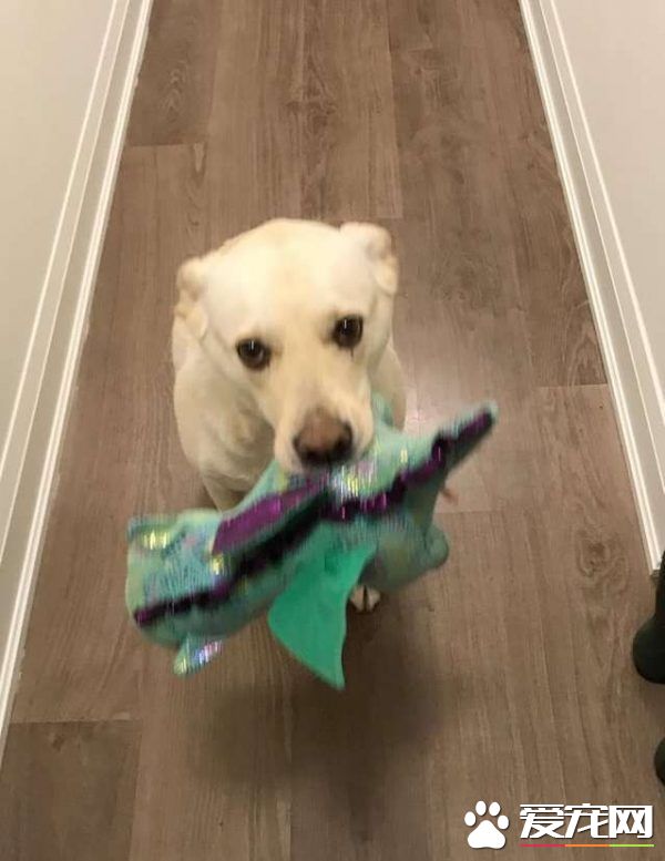 混种拉拉超有礼貌 热情的待客之道让人超窝心