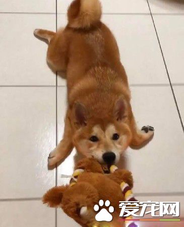 啊柴偷飞盘被当场抓包 变独一无二的好柴拖