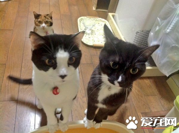 贪吃哥哥被弟弟暴打 超冲击性的画面被拍下