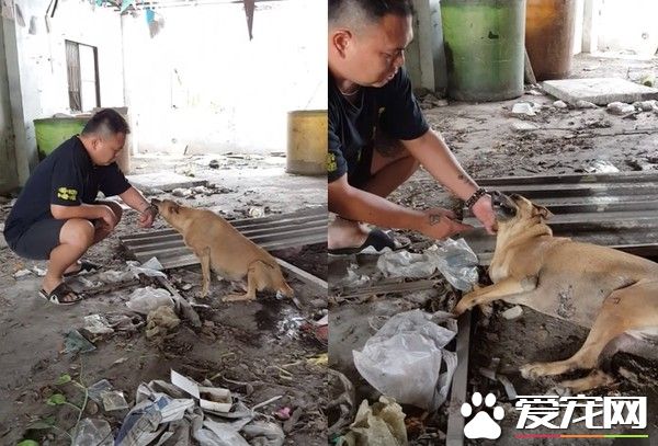 车祸浪汪瘫痪五个月 见到阿爸神奇站起来了