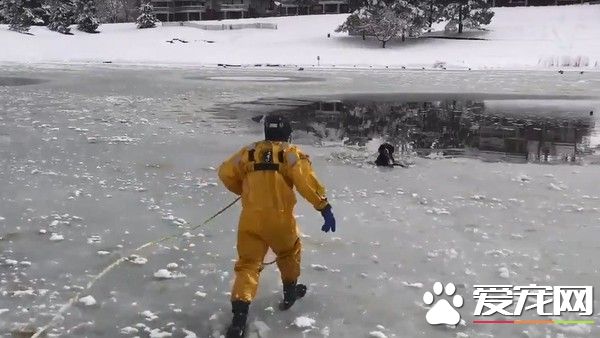 好动狗狗湖面玩耍坠湖 幸遇消防员帅气抢救