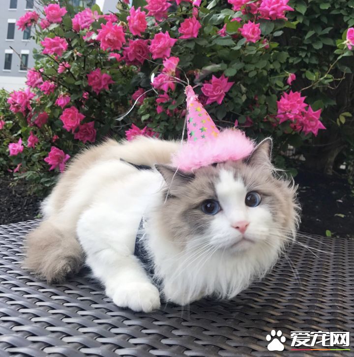 布偶猫的优点和缺点 布偶猫居然这么多缺点