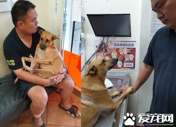 车祸浪汪瘫痪五个月 见到阿爸神奇站起来了