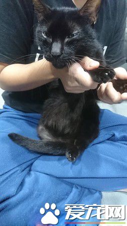 主人过世猫咪被丢街上遭受车祸性格依然超亲人