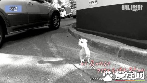 你在这等着!忠犬因为主人的谎言等候十年