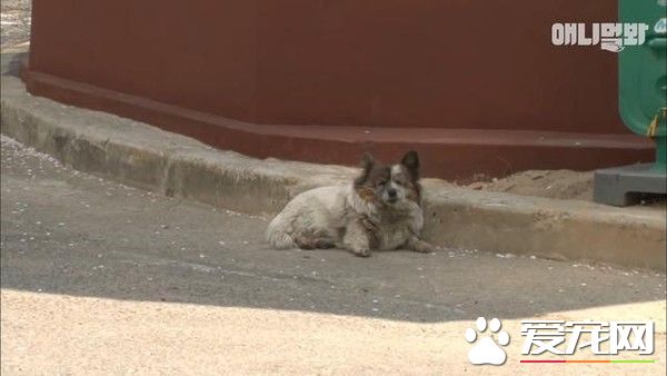 你在这等着!忠犬因为主人的谎言等候十年