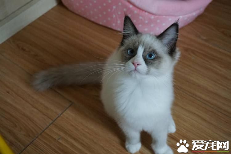 布偶猫用什么猫砂和猫砂盆 选择起来竟然这么麻烦