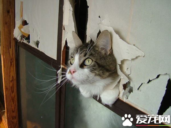 喵星人爱撞纸拉门 猫奴干脆改造留出猫门