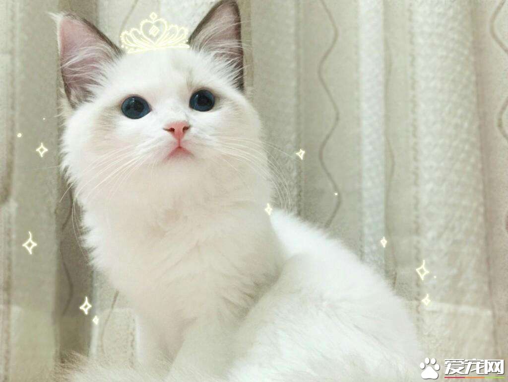 布偶猫吃什么长肉 想要布偶猫长肉这样喂