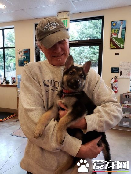 心脏病狗狗生命剩几个月 中途妈妈带它享受狗生