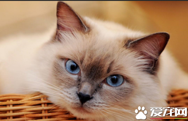 布偶猫多大以后吃罐头 原来吃罐头还有这种讲究