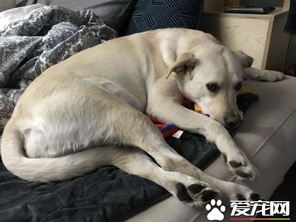 混种拉拉超有礼貌 热情的待客之道让人超窝心