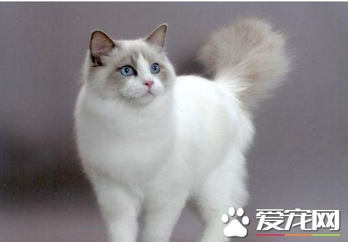 布偶猫一年生几窝 没想到布偶猫这么能生