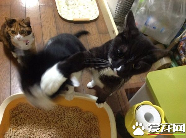 贪吃哥哥被弟弟暴打 超冲击性的画面被拍下