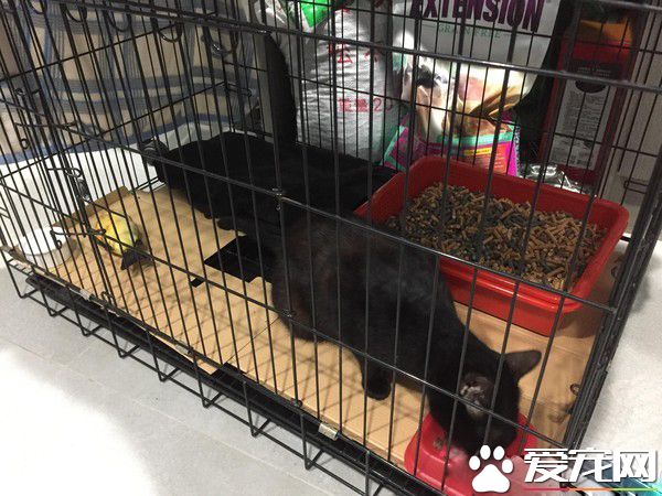 主人过世猫咪被丢街上遭受车祸性格依然超亲人