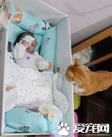 害羞喵喵从排斥到主动靠近 成功面试未来小铲屎官