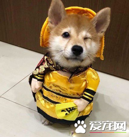 啊柴偷飞盘被当场抓包 变独一无二的好柴拖