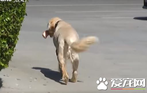 13岁汪坚持每天的肉店行程 十年如一日的等骨头