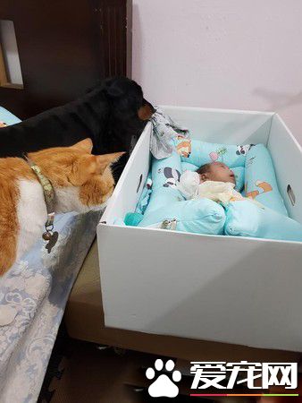 害羞喵喵从排斥到主动靠近 成功面试未来小铲屎官