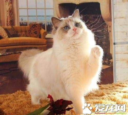 布偶猫掉毛怎么办 布偶猫掉毛的三大原因