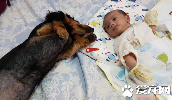 害羞喵喵从排斥到主动靠近 成功面试未来小铲屎官