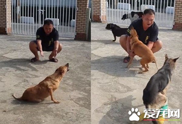 车祸浪汪瘫痪五个月 见到阿爸神奇站起来了