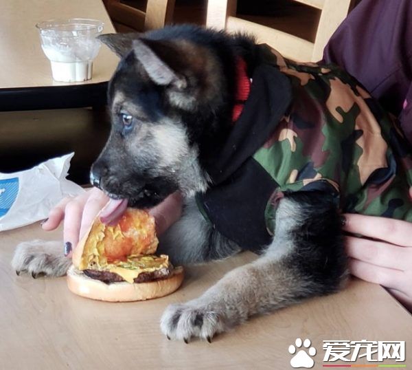 心脏病狗狗生命剩几个月 中途妈妈带它享受狗生