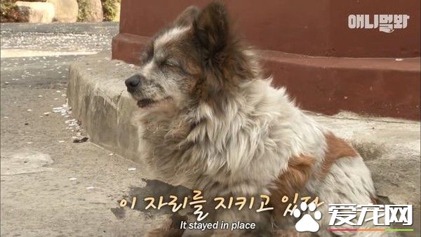 你在这等着!忠犬因为主人的谎言等候十年