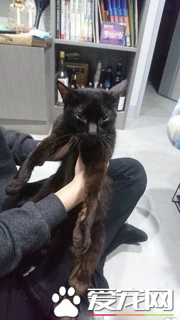 主人过世猫咪被丢街上遭受车祸性格依然超亲人