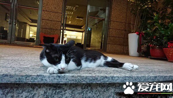 国发会的镇会之猫小三八 成员工的疗愈师