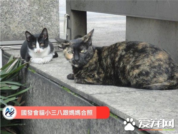 国发会的镇会之猫小三八 成员工的疗愈师