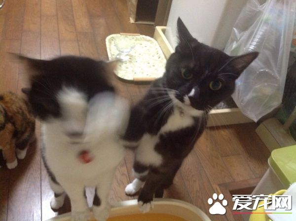 贪吃哥哥被弟弟暴打 超冲击性的画面被拍下