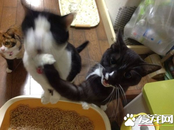 贪吃哥哥被弟弟暴打 超冲击性的画面被拍下