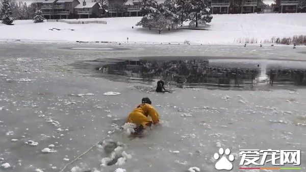 好动狗狗湖面玩耍坠湖 幸遇消防员帅气抢救