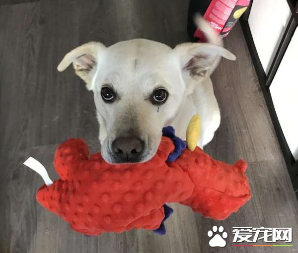 混种拉拉超有礼貌 热情的待客之道让人超窝心