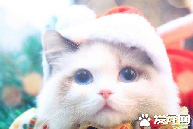 成年布偶猫有多大 成年布偶猫居然能有半米长