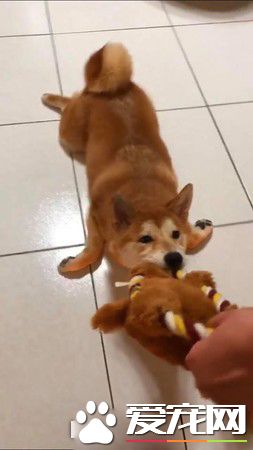 啊柴偷飞盘被当场抓包 变独一无二的好柴拖