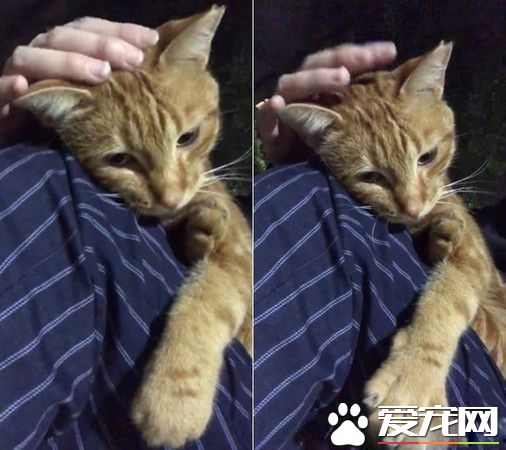 每天跑来约会 小橘猫卸下新防变撒娇鬼