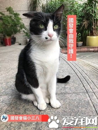 国发会的镇会之猫小三八 成员工的疗愈师