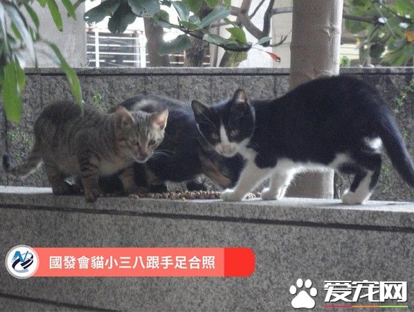 国发会的镇会之猫小三八 成员工的疗愈师