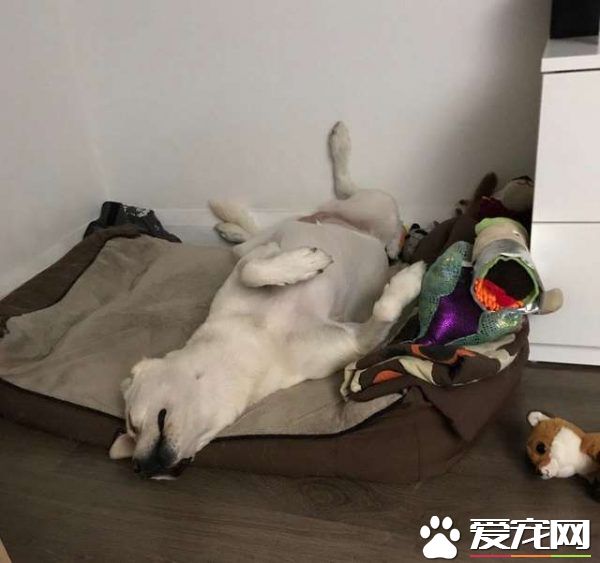 混种拉拉超有礼貌 热情的待客之道让人超窝心